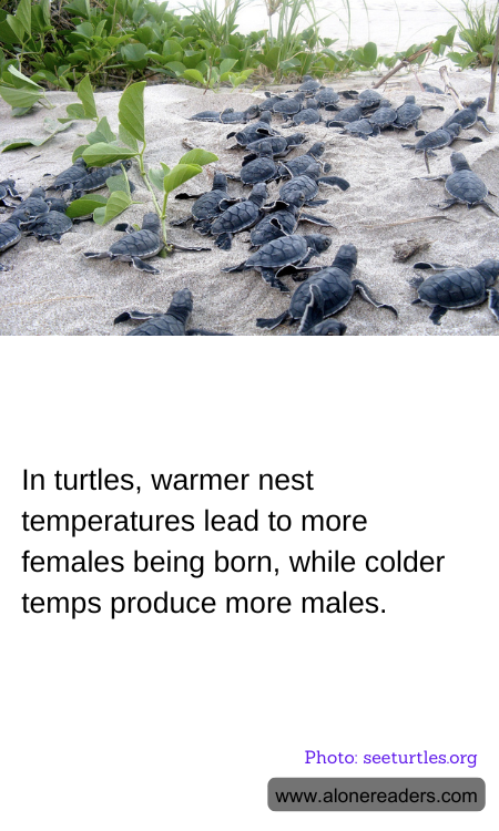 In turtles, warmer nest temperatures lead to more females being born, while colder temps produce more males.