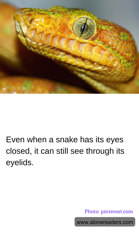 Even when a snake has its eyes closed, it can still see through its eyelids.
