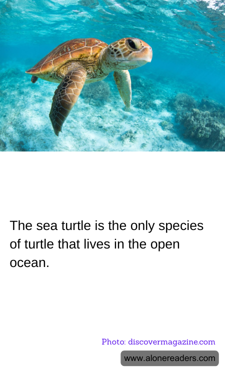 The sea turtle is the only species of turtle that lives in the open ocean.