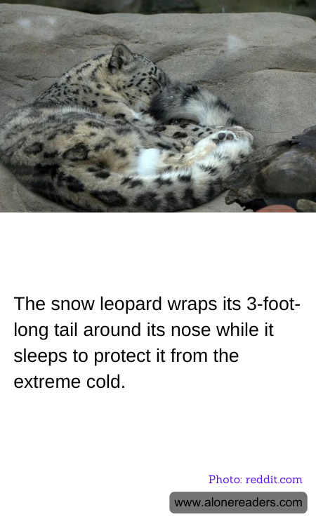 The snow leopard wraps its 3-foot-long tail around its nose while it sleeps to protect it from the extreme cold.