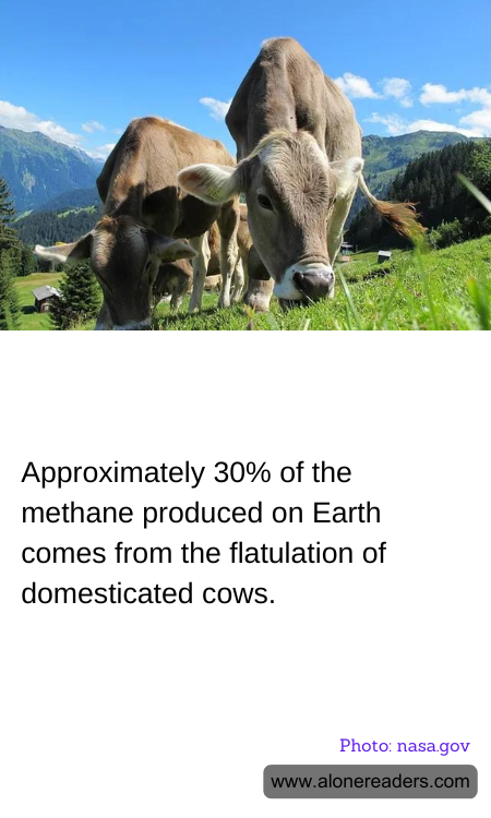 Approximately 30% of the methane produced on Earth comes from the flatulation of domesticated cows.