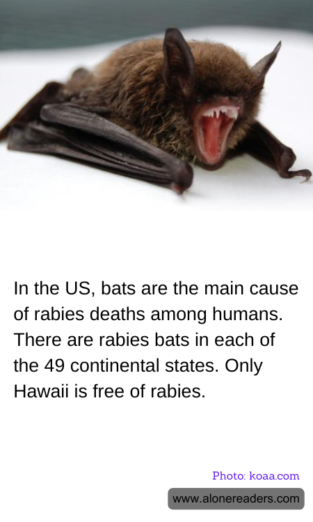 In the US, bats are the main cause of rabies deaths among humans. There are rabies bats in each of the 49 continental states. Only Hawaii is free of rabies.