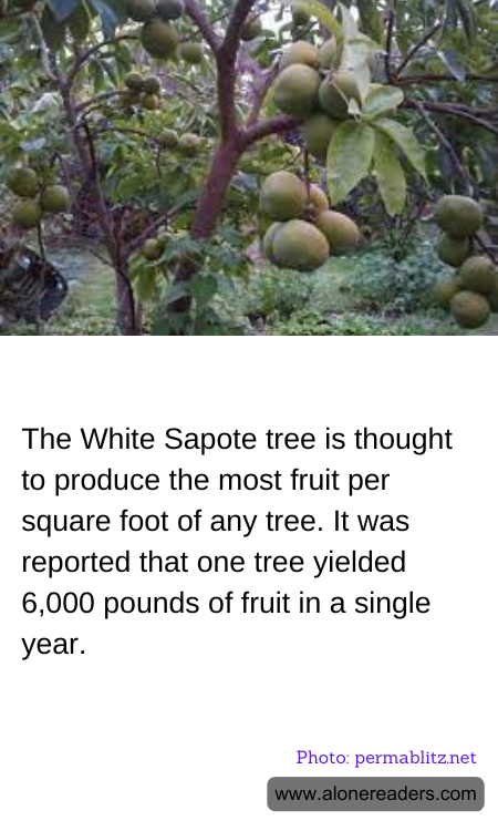 The White Sapote tree is thought to produce the most fruit per square foot of any tree. It was reported that one tree yielded 6,000 pounds of fruit in a single year.