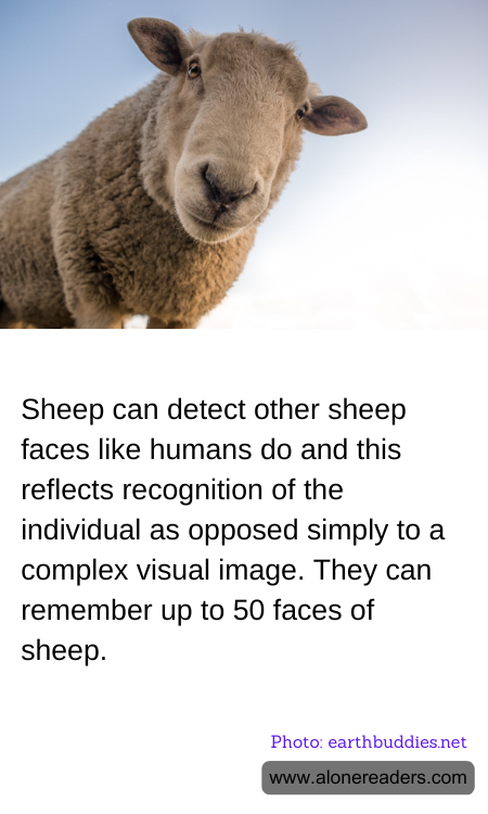 Sheep can detect other sheep faces like humans do and this reflects recognition of the individual as opposed simply to a complex visual image. They can remember up to 50 faces of sheep.