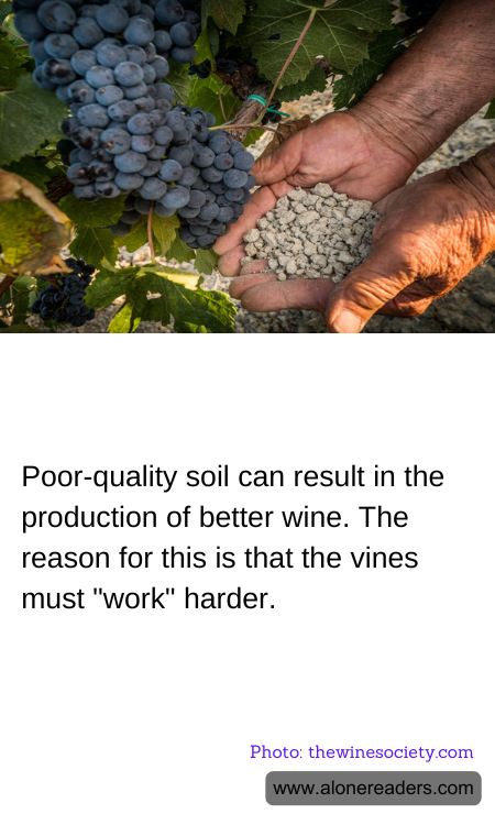 Poor-quality soil can result in the production of better wine. The reason for this is that the vines must "work" harder.