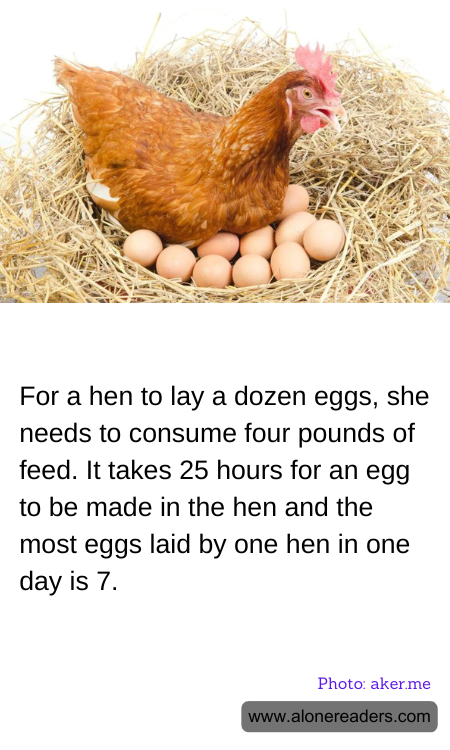 For a hen to lay a dozen eggs, she needs to consume four pounds of feed. It takes 25 hours for an egg to be made in the hen and the most eggs laid by one hen in one day is 7.