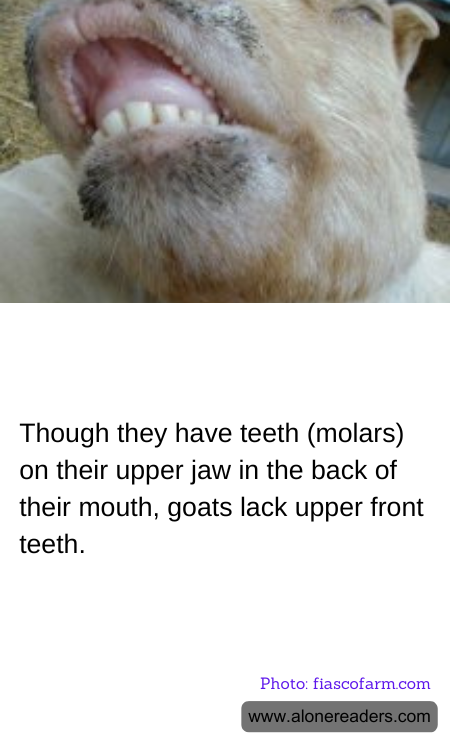 Though they have teeth (molars) on their upper jaw in the back of their mouth, goats lack upper front teeth.