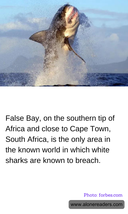 False Bay, on the southern tip of Africa and close to Cape Town, South Africa, is the only area in the known world in which white sharks are known to breach.