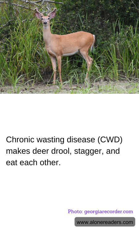 Chronic wasting disease (CWD) makes deer drool, stagger, and eat each other.