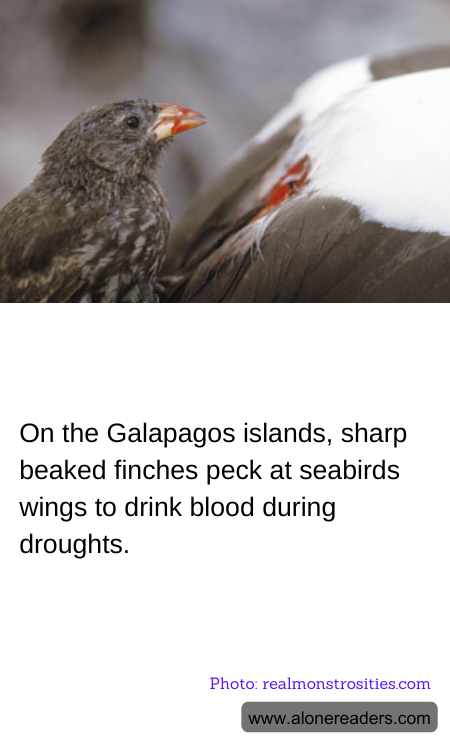 On the Galapagos islands, sharp beaked finches peck at seabirds wings to drink blood during droughts.
