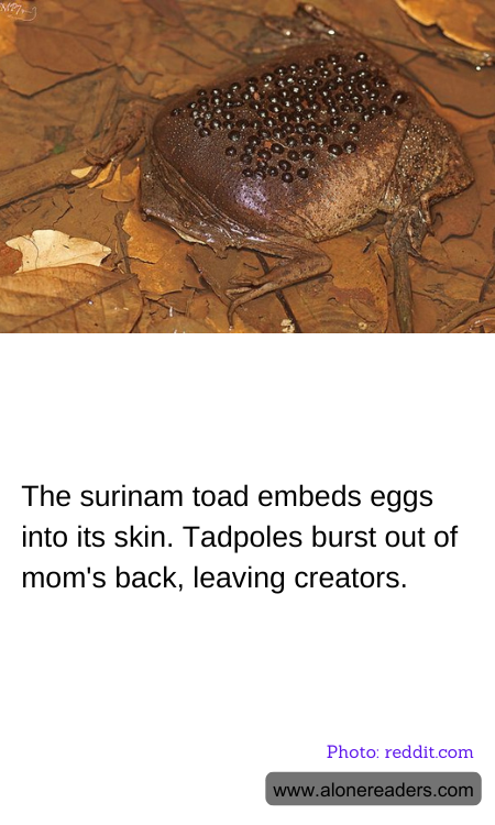 The surinam toad embeds eggs into its skin. Tadpoles burst out of mom's back, leaving creators.