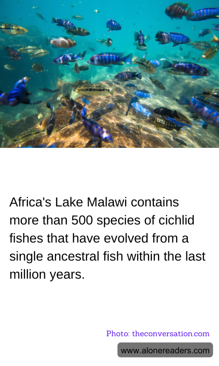 Africa's Lake Malawi contains more than 500 species of cichlid fishes that have evolved from a single ancestral fish within the last million years.
