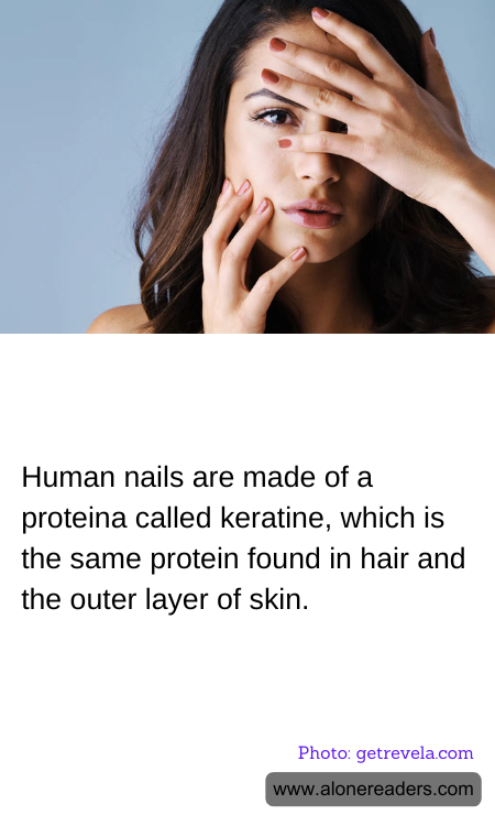 Human nails are made of a proteina called keratine, which is the same protein found in hair and the outer layer of skin.