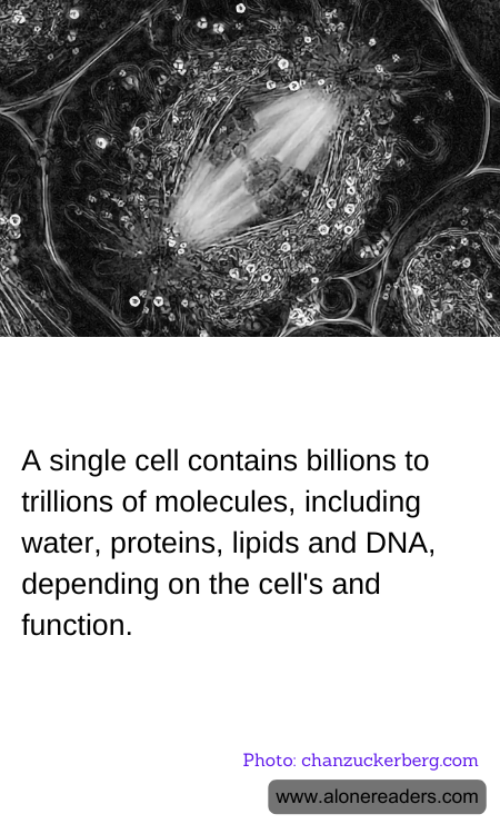 A single cell contains billions to trillions of molecules, including water, proteins, lipids and DNA, depending on the cell's and function.