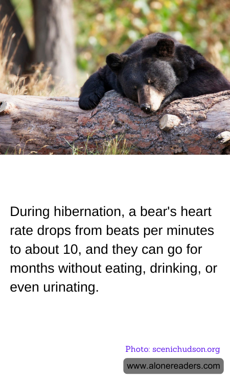During hibernation, a bear's heart rate drops from beats per minutes to about 10, and they can go for months without eating, drinking, or even urinating.
