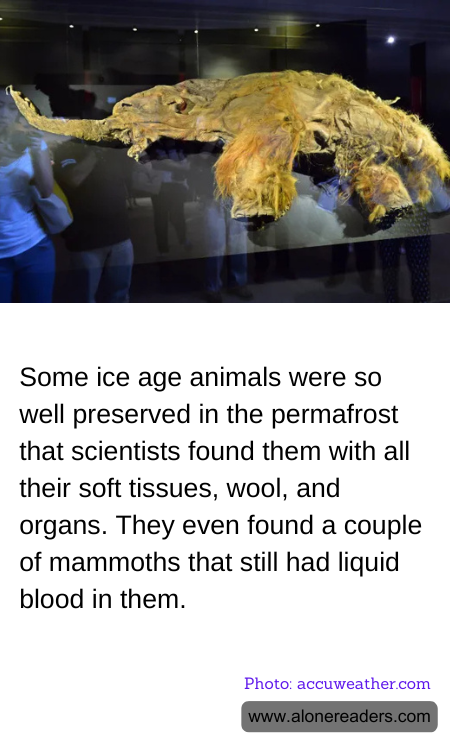 Some ice age animals were so well preserved in the permafrost that scientists found them with all their soft tissues, wool, and organs. They even found a couple of mammoths that still had liquid blood in them.