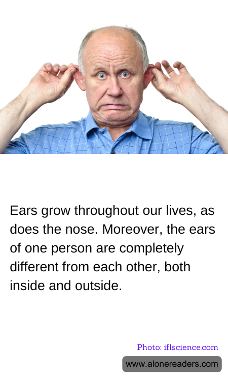 Ears grow throughout our lives, as does the nose. Moreover, the ears of one person are completely different from each other, both inside and outside.