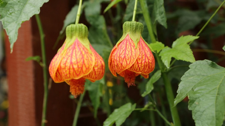 Flowering Maple