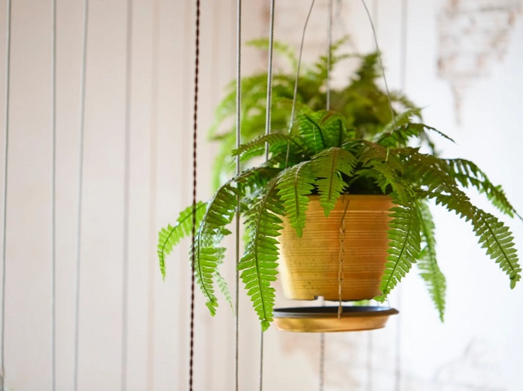 Balky Boston Fern