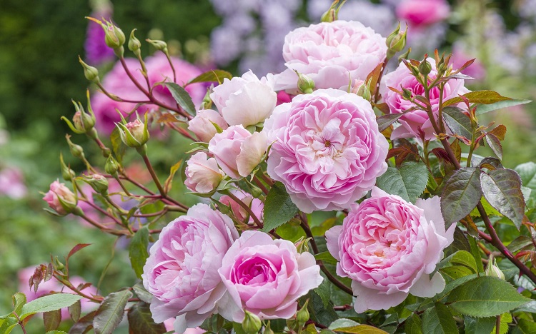 Demanding Miniature Rose