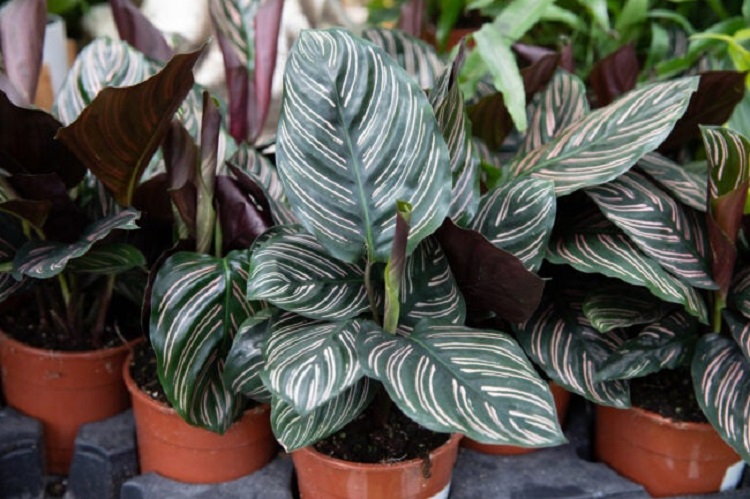 Challenging Calathea