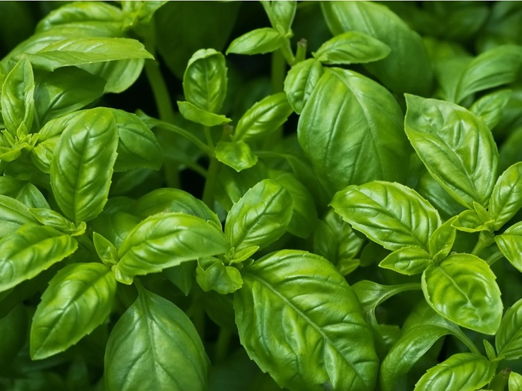 Outdoorsy Basil