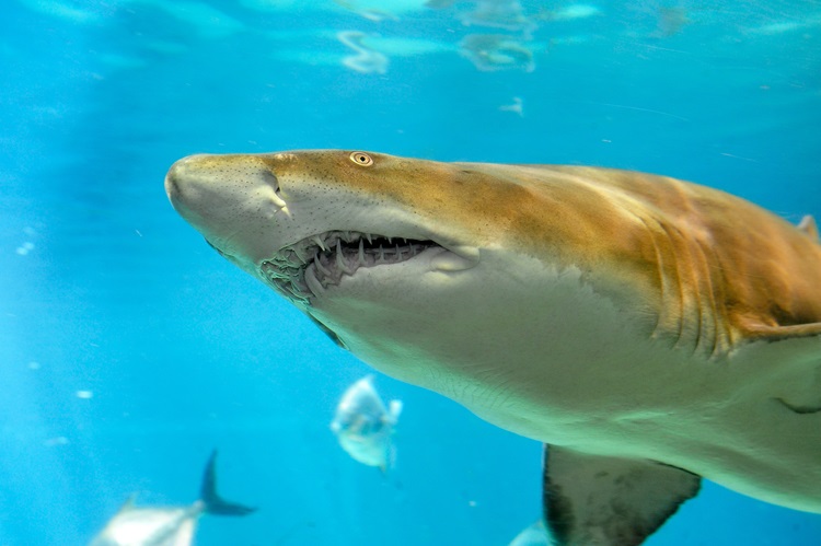 5. Sand Shark/Sand Tiger Sharks