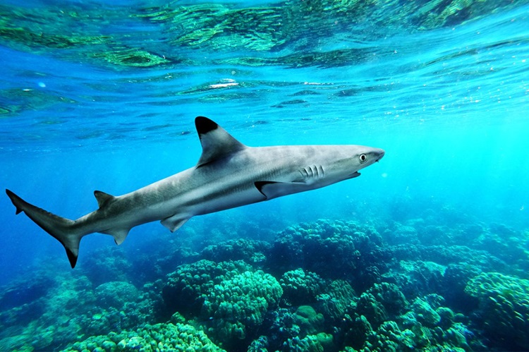 4. Blacktip Shark