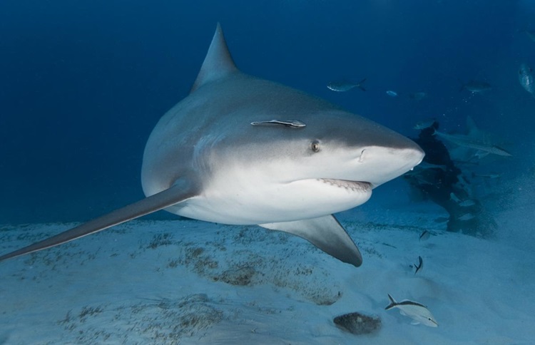 3. Bull Sharks