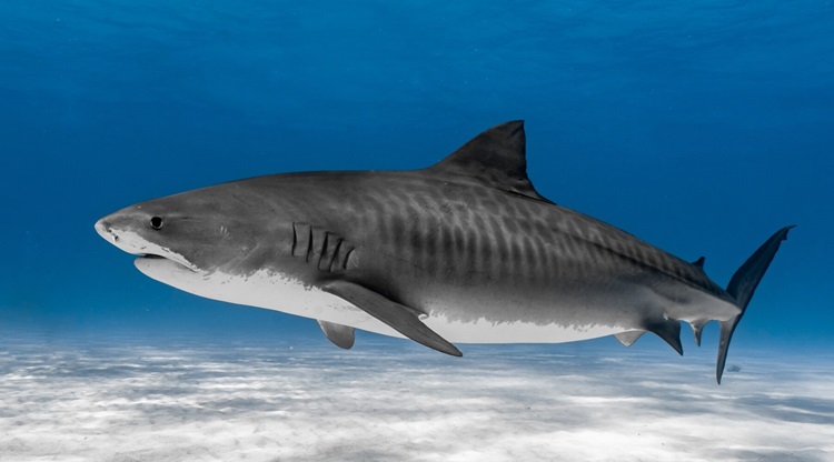 2. Tiger Sharks