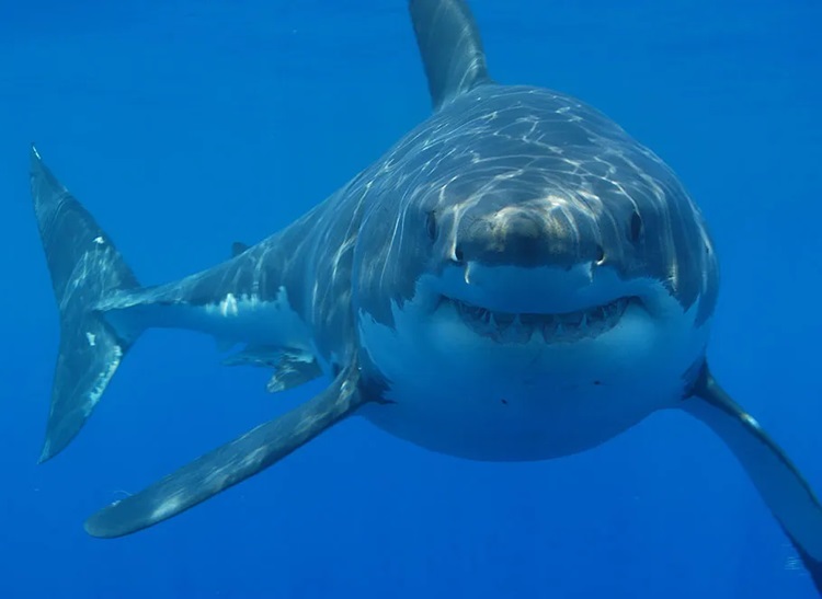 1. Great White Shark